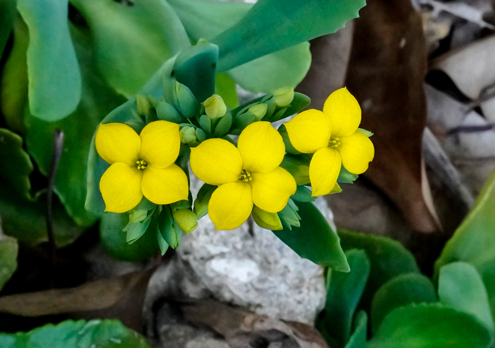 Double yellow Kalanchoe blossfeldiana flowers