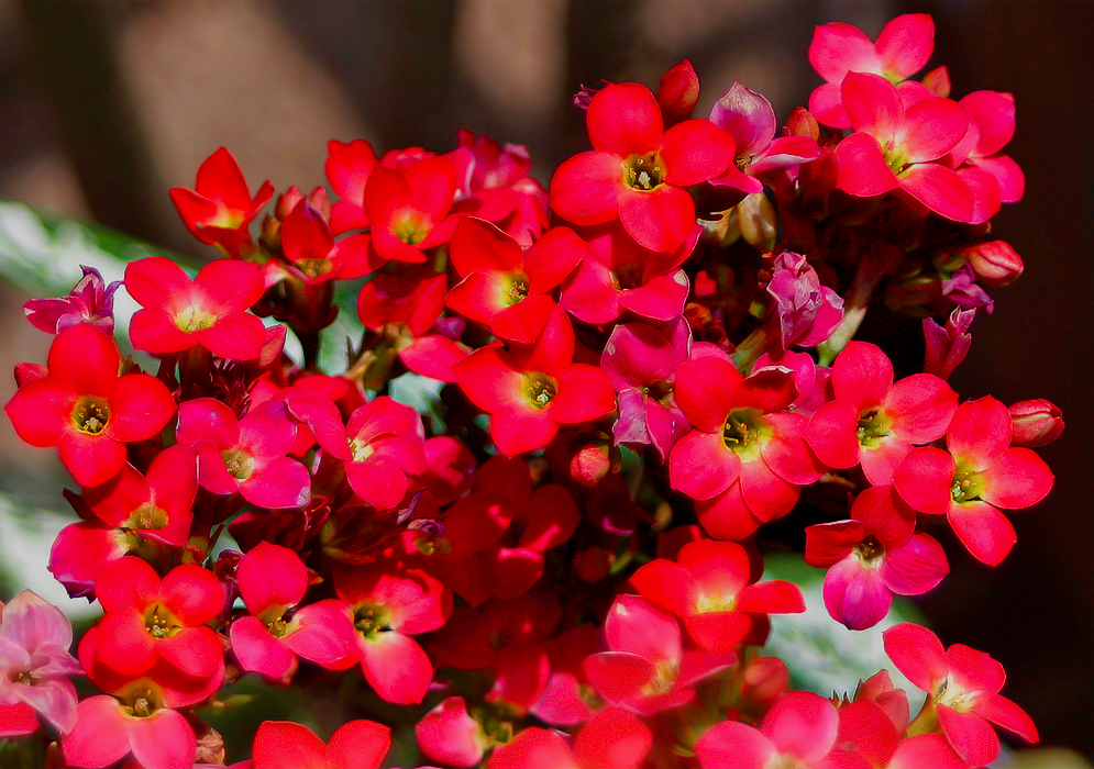 Rose-red Kalanchoe blossfeldiana flowers with yellow throats and stamens