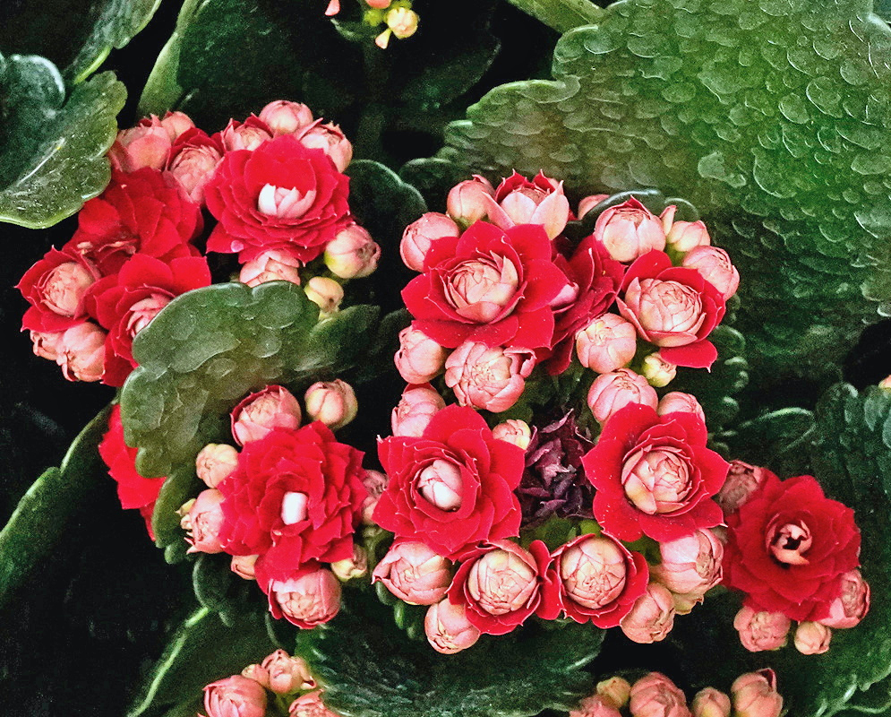 Kalanchoe Calandiva has dense clusters of red double flowers with pale centers above glossy scalloped green leaves
