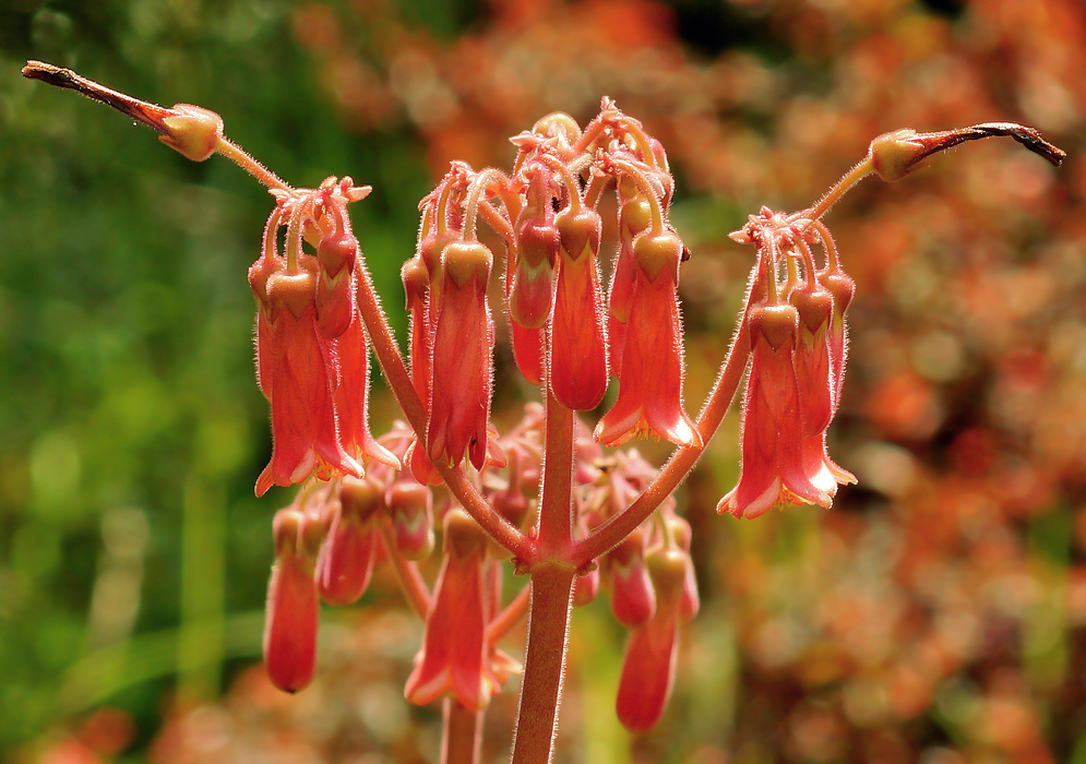 Kalanchoe daigremontiana inflorescences with drooping orange-rose flowers