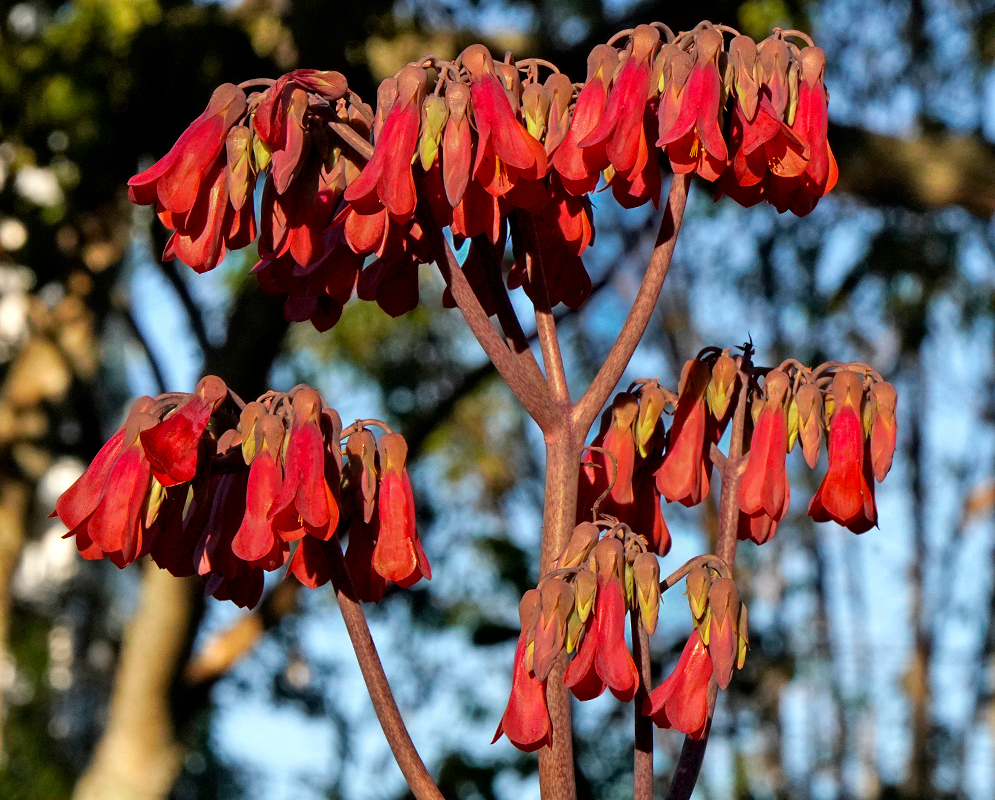 Kalanchoe delagoensis cluster with reddish-pink flowers in sunlight