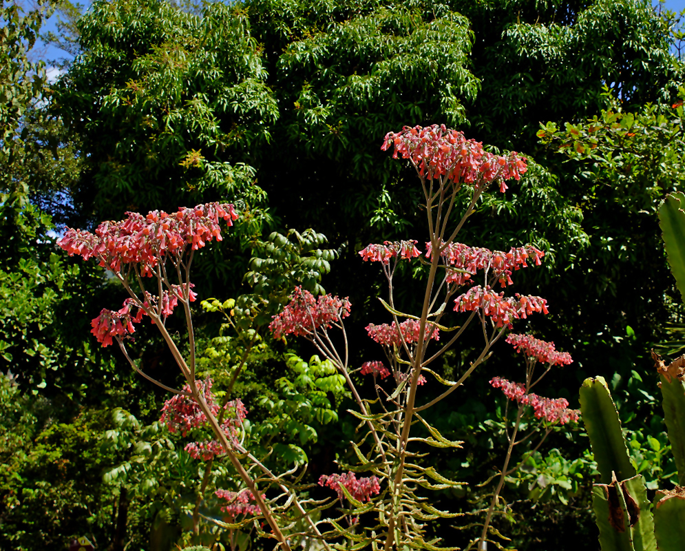 Kalanchoe delagoensis inflorescences with reddish-pink flowers in sunlight