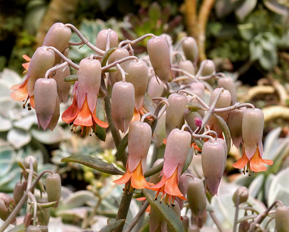 Kalanchoe fedtschenkoi has hanging pink-gray tubular flowers with flared orange lobes on slender branching stalks