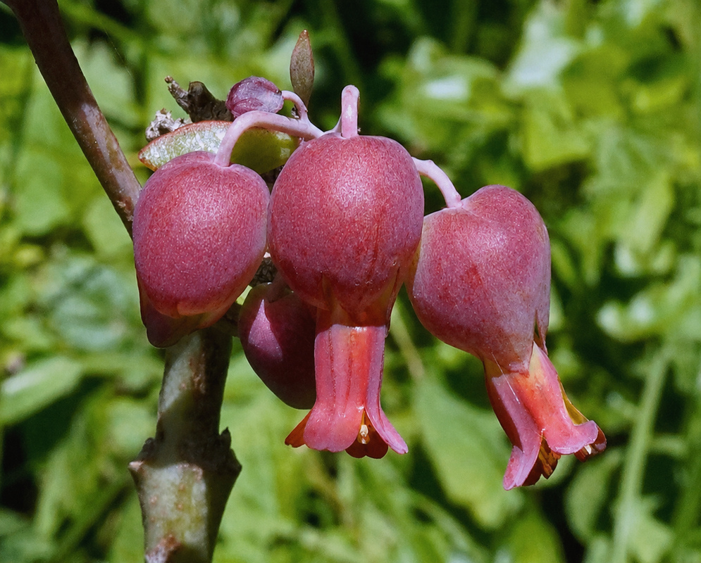 Kalanchoe laxiflora flower