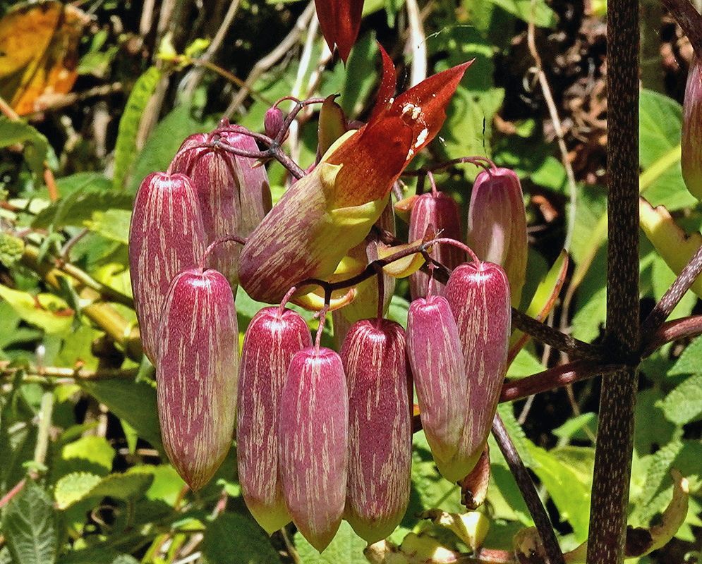 Kalanchoe pinnata has hanging elongated pink-green flower bells with red tips in an upright branching cluster