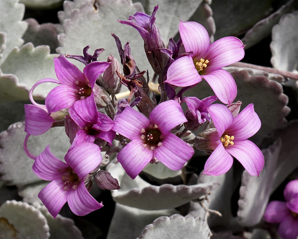 Purple and white Kalanchoe pumila flowers