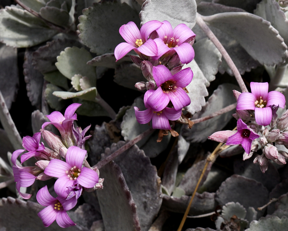 Kalanchoe pumila purple-white flowers