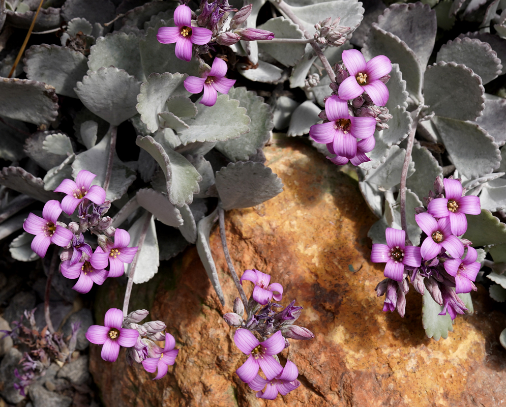 Kalanchoe pumila purple-white flowers