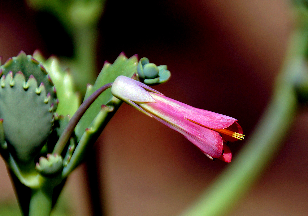 A Kalanchoe flower with shades of purple, pink and red with yellow stamens