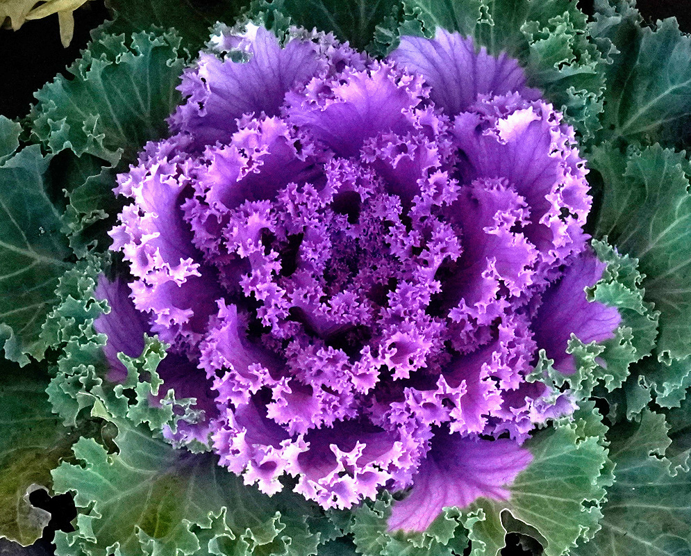 Brassica oleracea Nagoya Rose has a dense purple-pink rosette of finely ruffled leaves surrounded by blue-green outer foliage