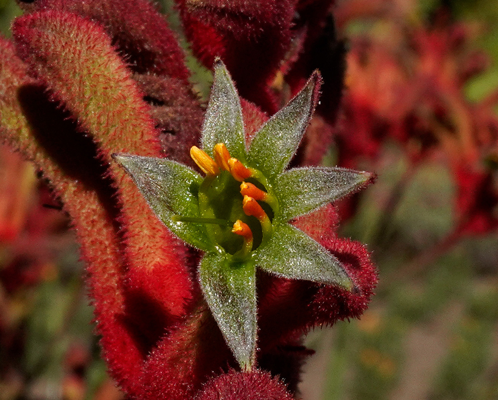 Bright red Kangaroo Paws flowers