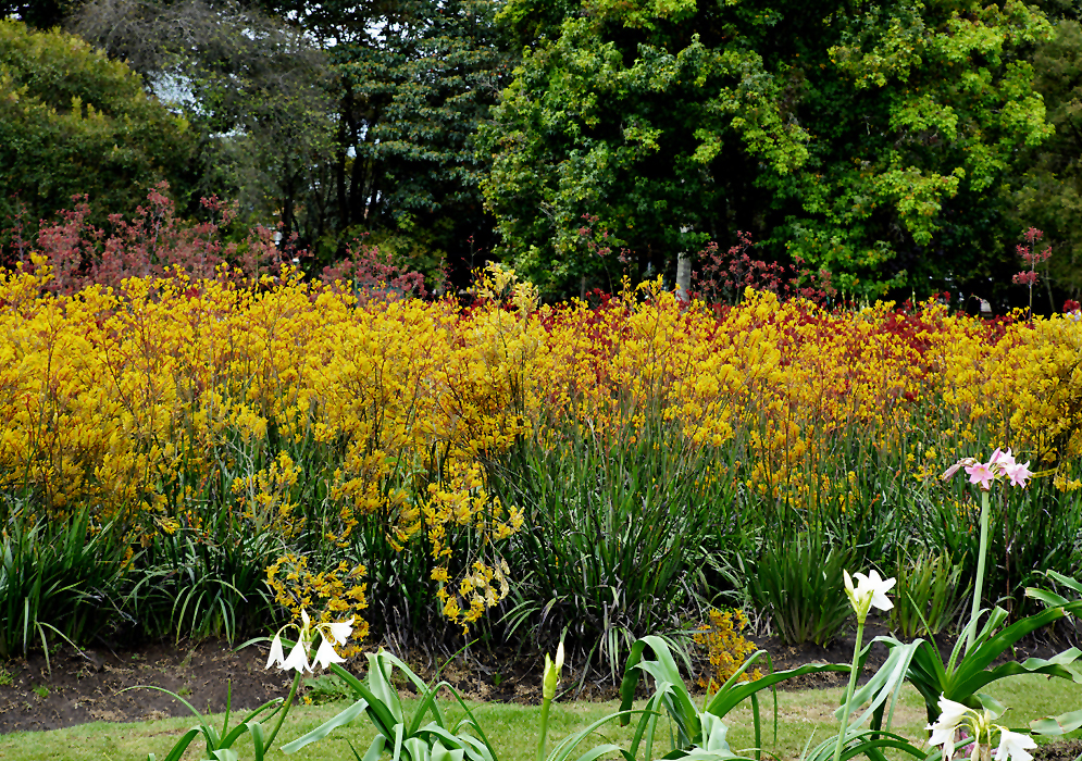 A large bed of stunning yellow Anigozanthos flowers with red flowers in the background
