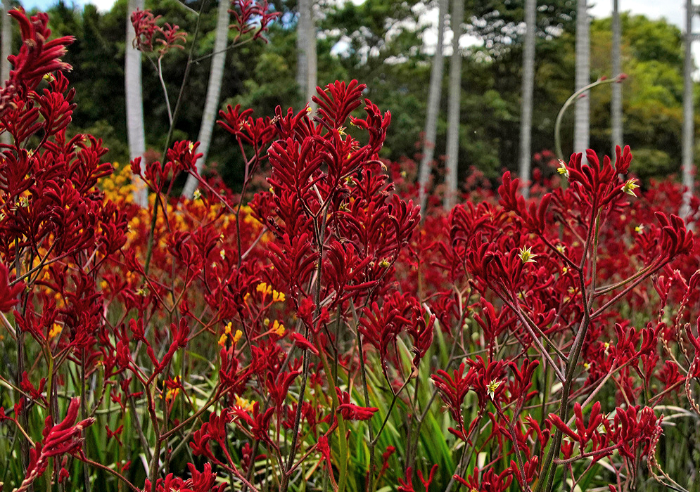 A cluster of red Anigozanthos rufus flowers on tall spikes