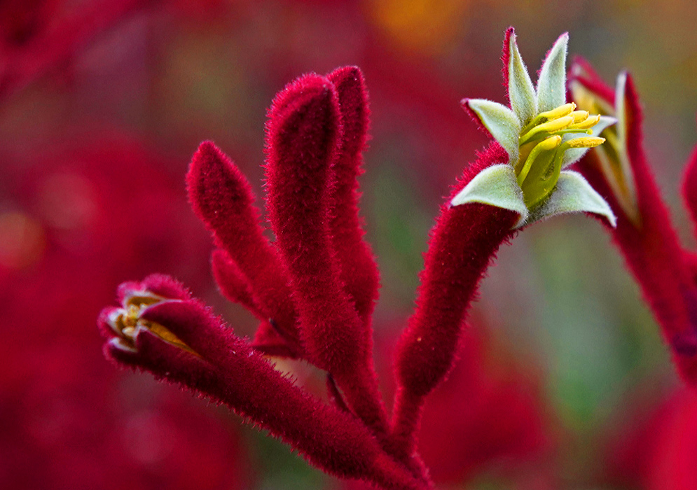 Sunny green Anigozanthos rufus flower with yellow stamens in a cluster of red 