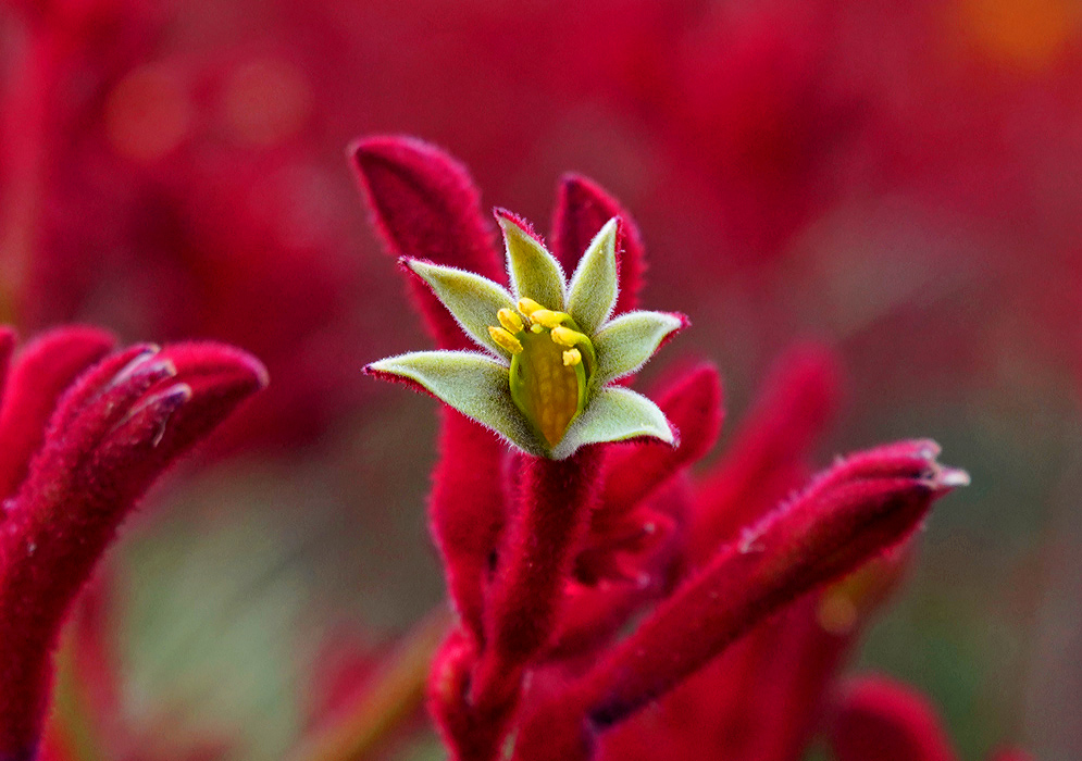 Green Anigozanthos rufus flower surrounded by red