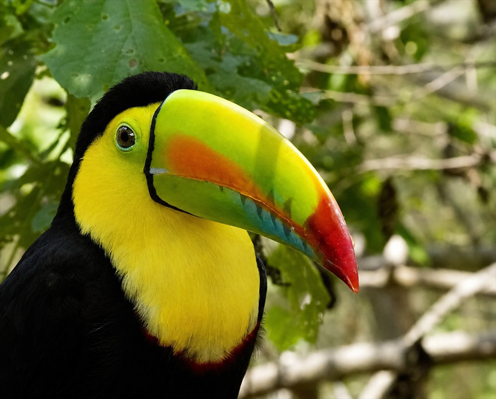 Ramphastos sulfuratus Keel Billed Toucan A Ramphastos sulfuratus shown as the keel billed toucan in a clear view with its characteristic plumage visible