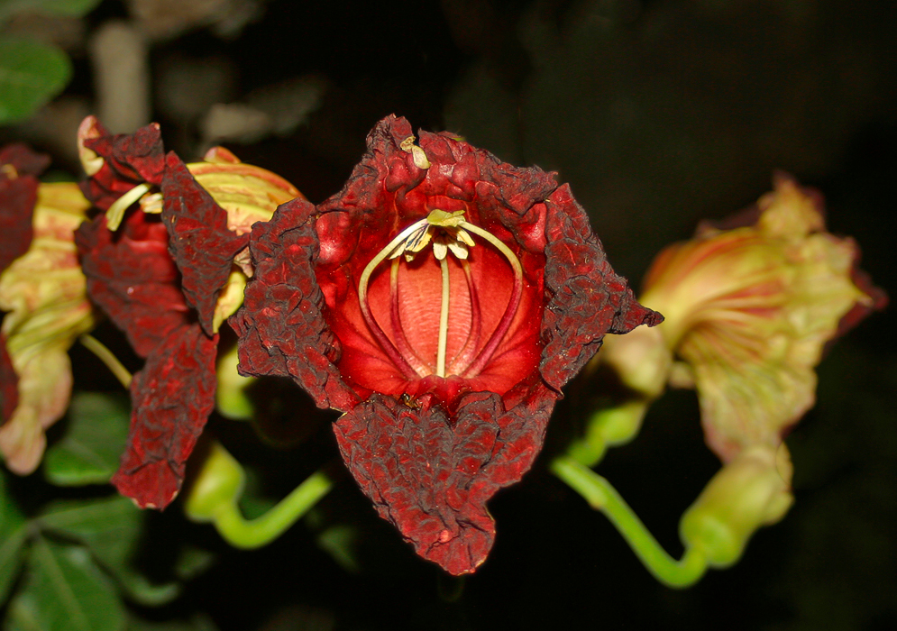 A maroon Kigelia africana flower with a red throat and yellow anthers