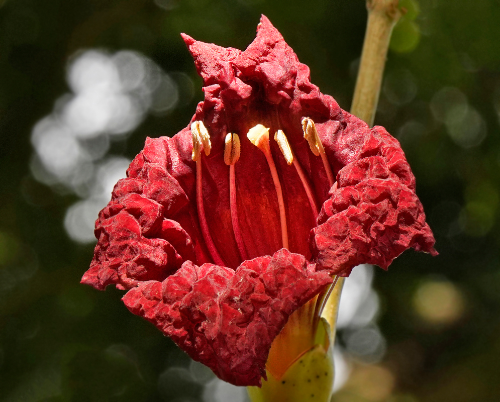 A Kigelia africana bright red maroon-red flower