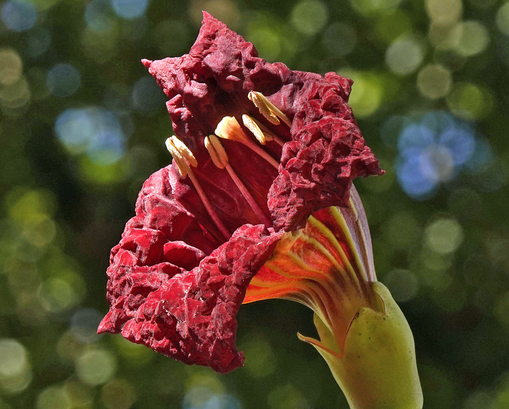 A bright red Kigelia africana flower with white anthers and in sunlight 