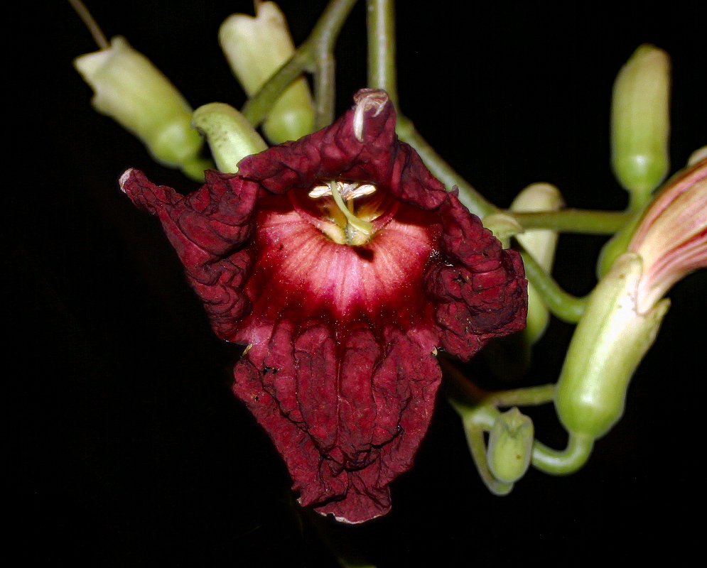 A Kigelia africana raceme with a red maroon-red flower and two orange-red-yellow flower buds