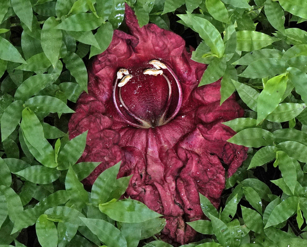 Kigelia africana red flower with white stamens on the on the ground on top of small green leaves