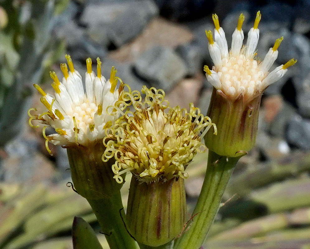 Kleinia anteuphorbium has cylindrical green flower heads topped by white florets and curling yellow styles
