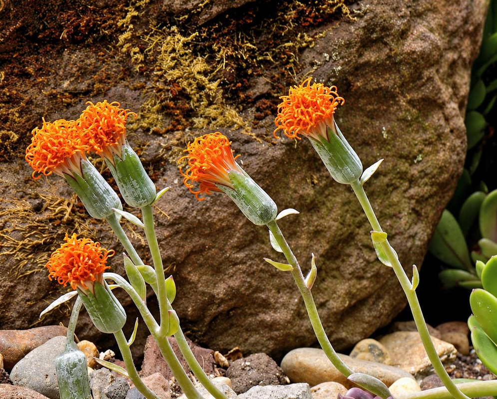 Kleinia galpinii has orange brush-like flower heads above pale green cylindrical bracts on slender stalks beside rocks