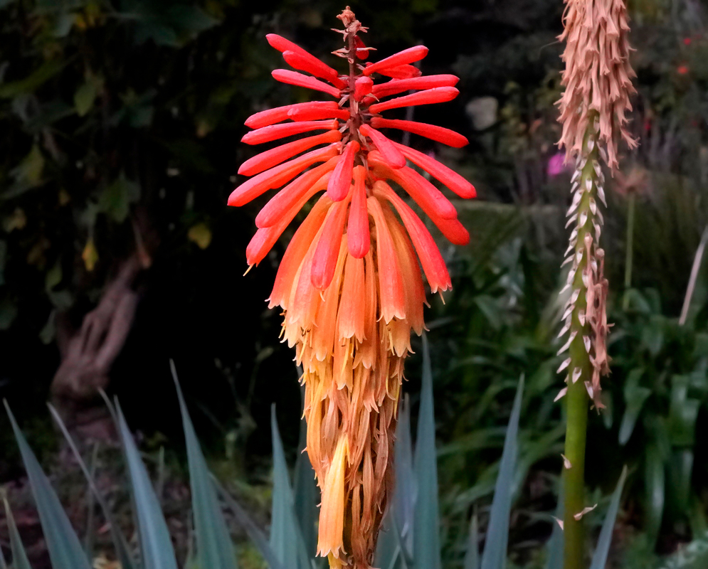 A spike of red and orange Kniphofia uvaria flowers and buds
