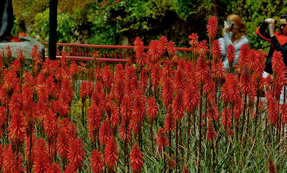 A bed of Kniphofia uvaria with spikes of red flowers in sunlight