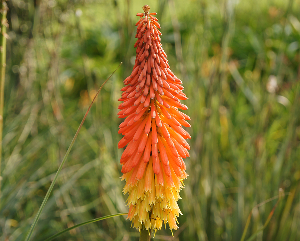 A tall spike of orange and yellow Kniphofia uvaria flowers