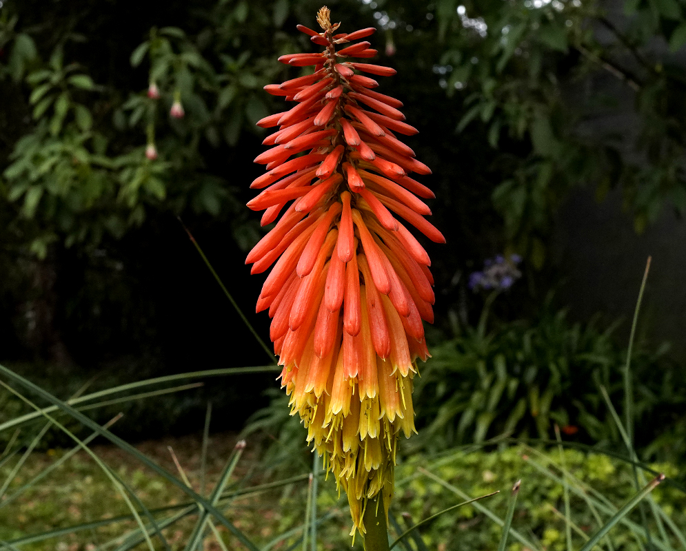 Red and yellow Kniphofia uvaria flower spikes