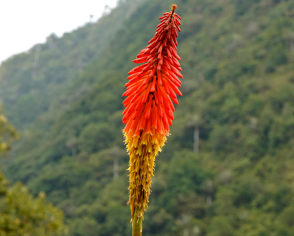 A tall Kniphofia uvaria flower spike in full bloom with a gradient from red at the top to yellow at the bottom, standing against a misty mountainous landscape