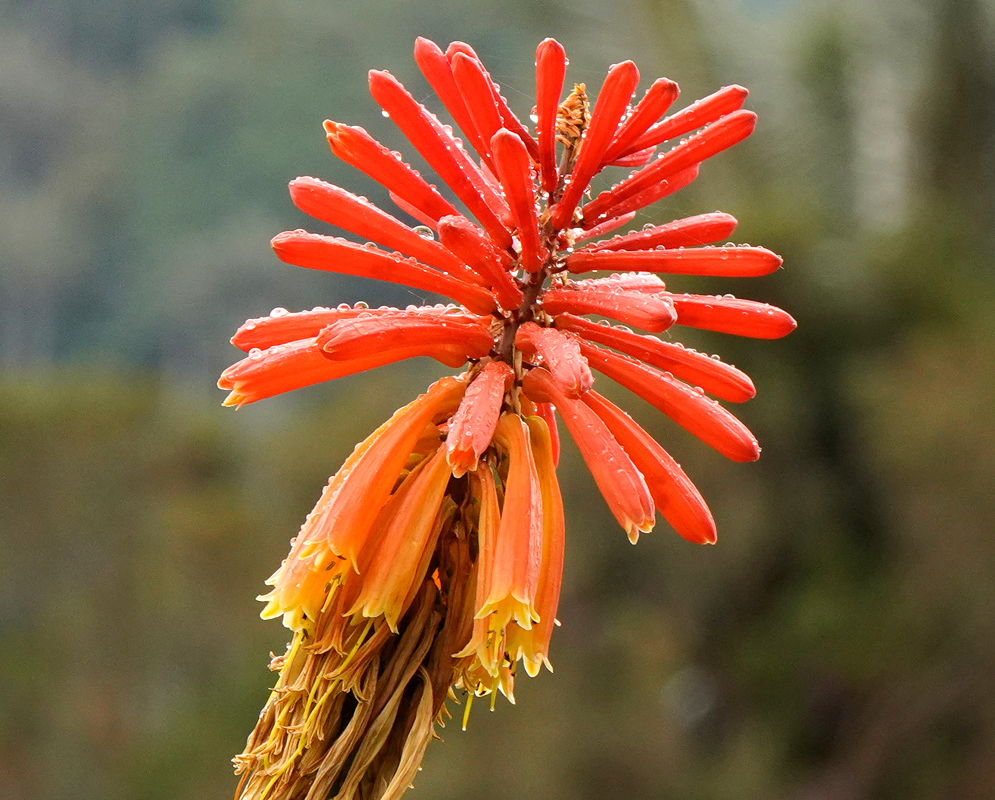 A Kniphofia uvaria inflorescence with orange buds and open yellow tubular flowers glistening with water droplets, arching slightly against a blurred natural background