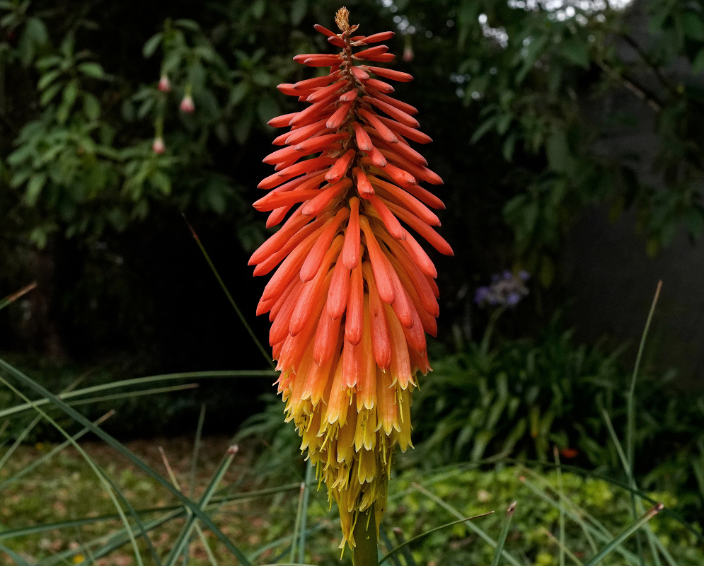 Kniphofia uvaria Flower Spikes Red and yellow Kniphofia uvaria flower spikes