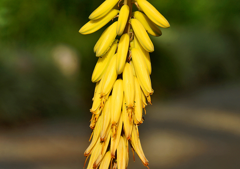 A spike of yellow Kniphofia uvaria flowers