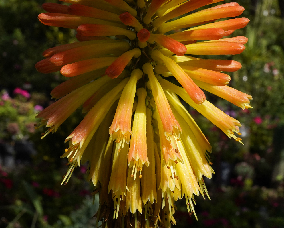 Spikes of orange and yellow Kniphofia uvaria flowers