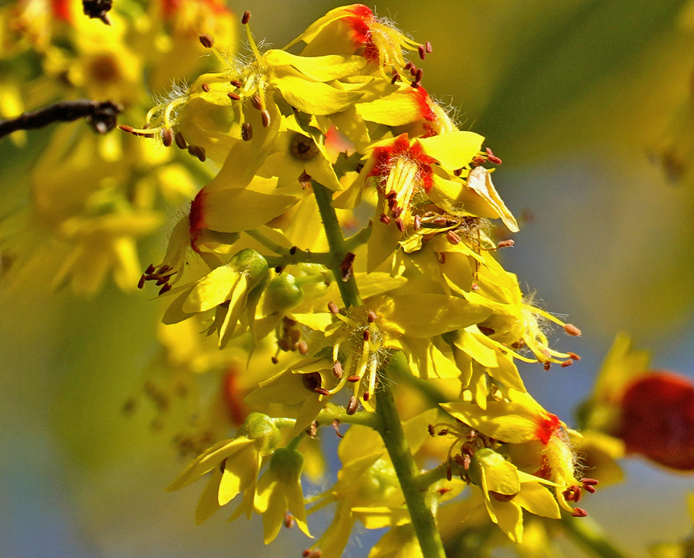 Koelreuteria paniculata has a branched cluster of small yellow flowers with red centers and protruding stamens
