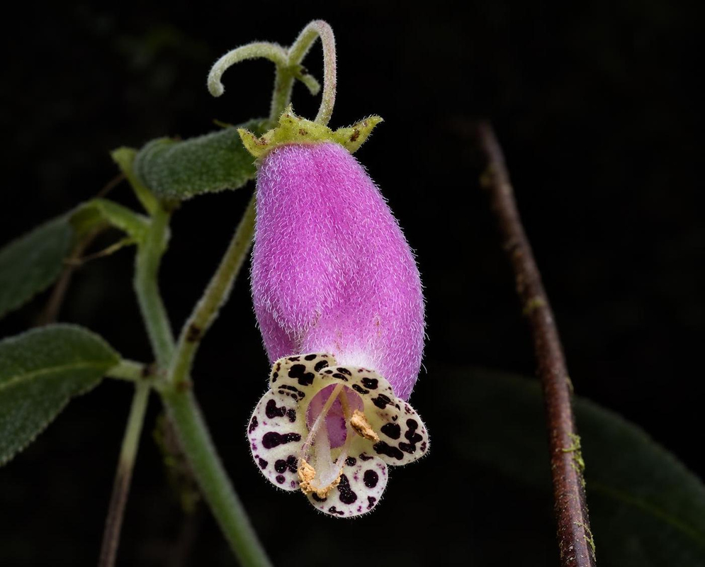Kohleria affinis has a hanging purple tubular flower with pale lobes densely spotted in dark purple