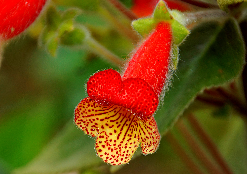 Red and yellow Kohleria amabilis flower close-up