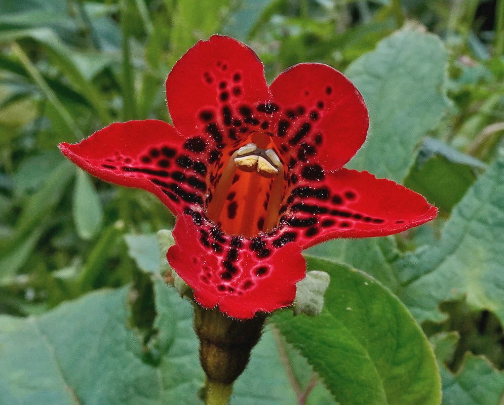 Kohleria grandiflora flower