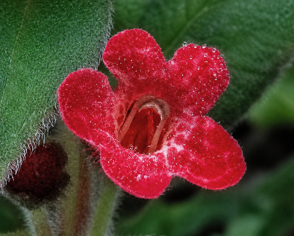 Kohleria hirsuta plant habit and foliage