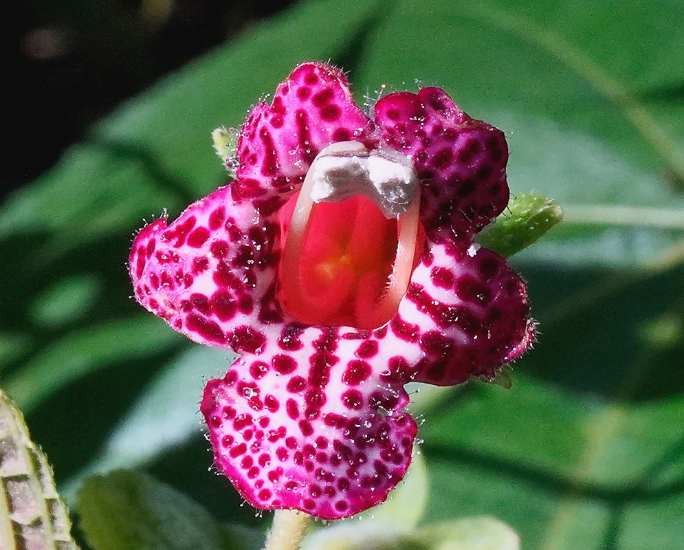 Kohleria inaequalis × Kohleria ocellata flower