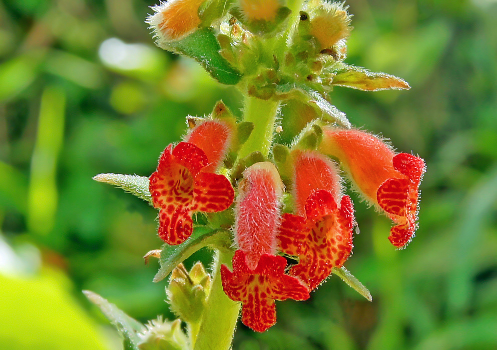 Four red-orange Kohleria spicata flowers with yellow throats and orange spots in sunlight