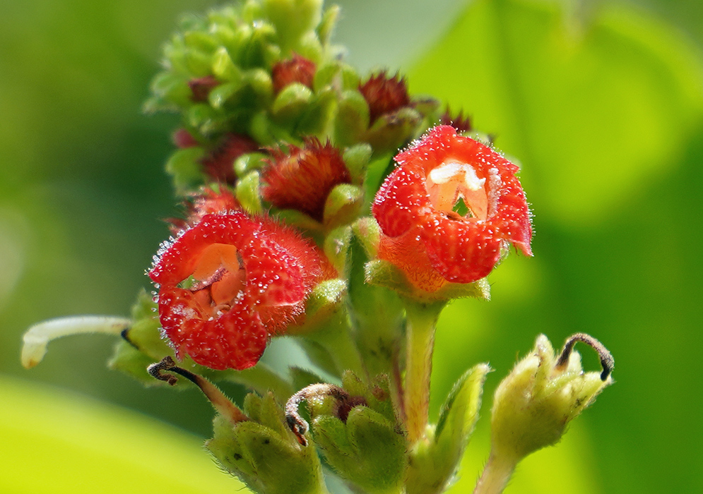 Two red Kohleria spicata flower with white stamens in sunlight