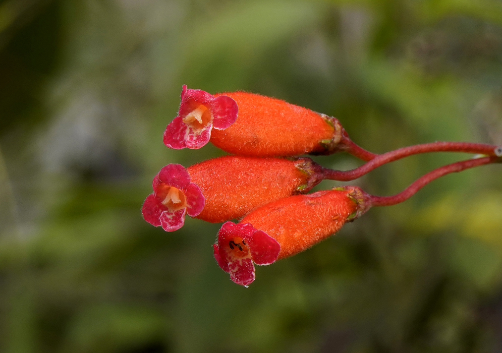 Four red-orange Kohleria trianae flowers
