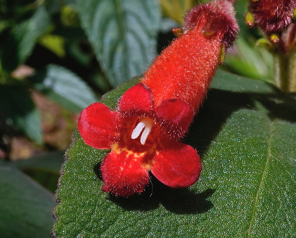 Kohleria trianae × Kohleria hirsuta plant habit and foliage