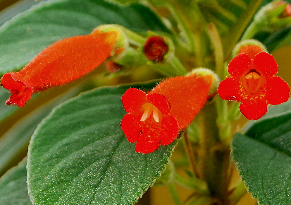 Three red-orange Kohleria trianae flowers with yellow marking in the throat