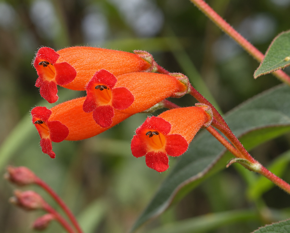 Red Kohleria trianae stems with scarlet flowerd