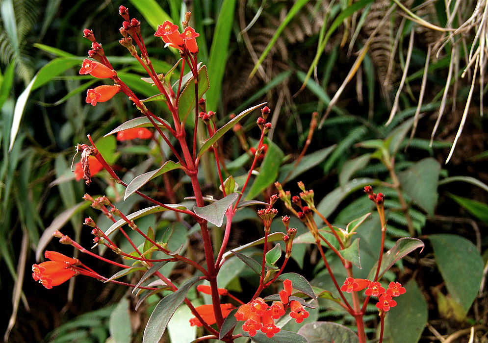 Red Kohleria trianae stems with scarlet flowerd