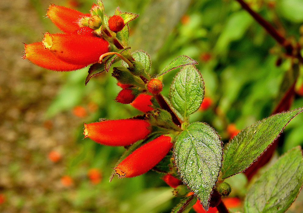 Red-orange-yellow Kohleria tubiflora flowers